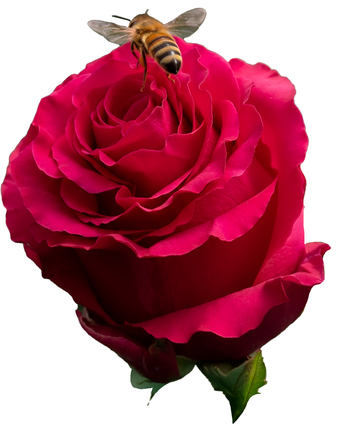 Rosa con abeja - Ecoflor Farms