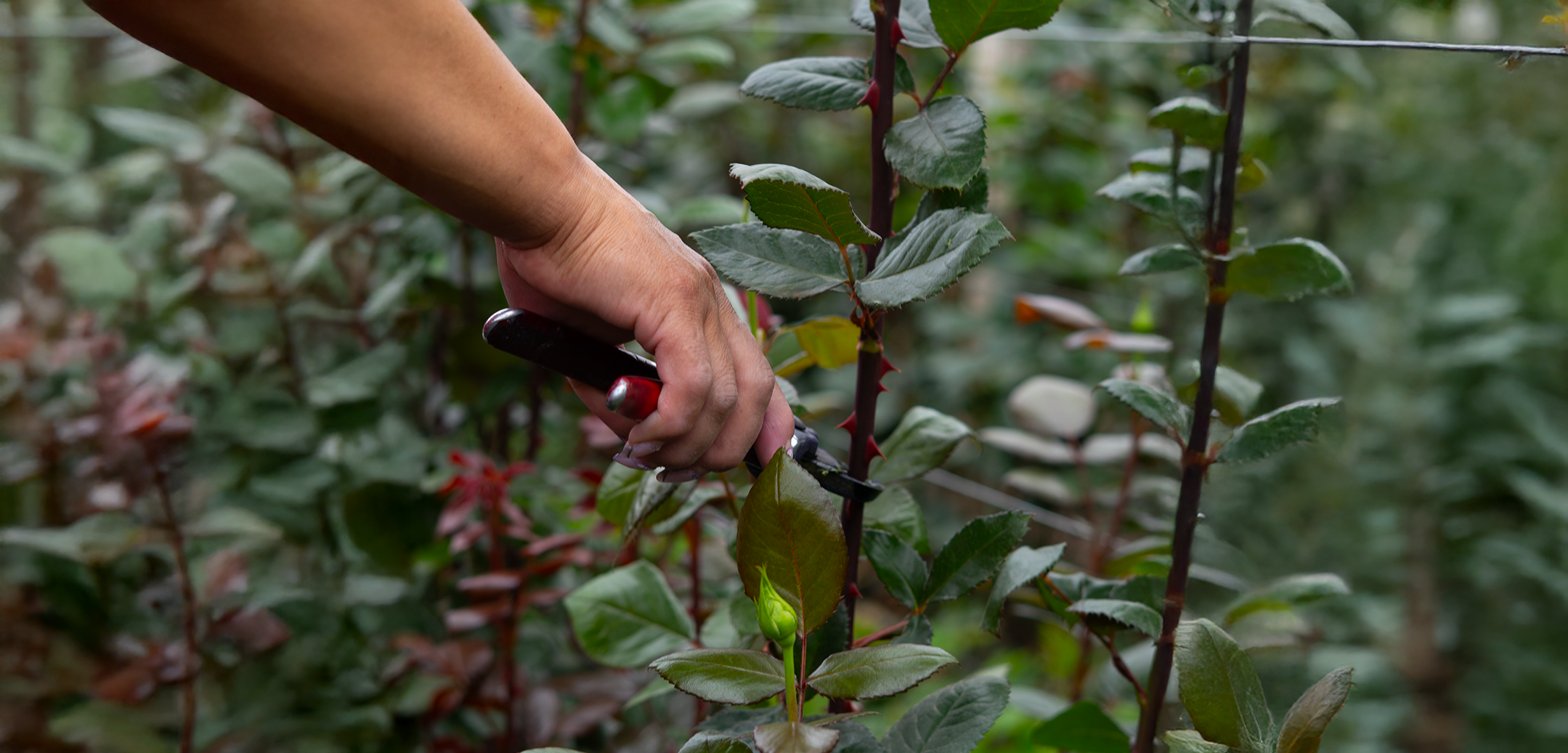 Misión Ecoflor Farms