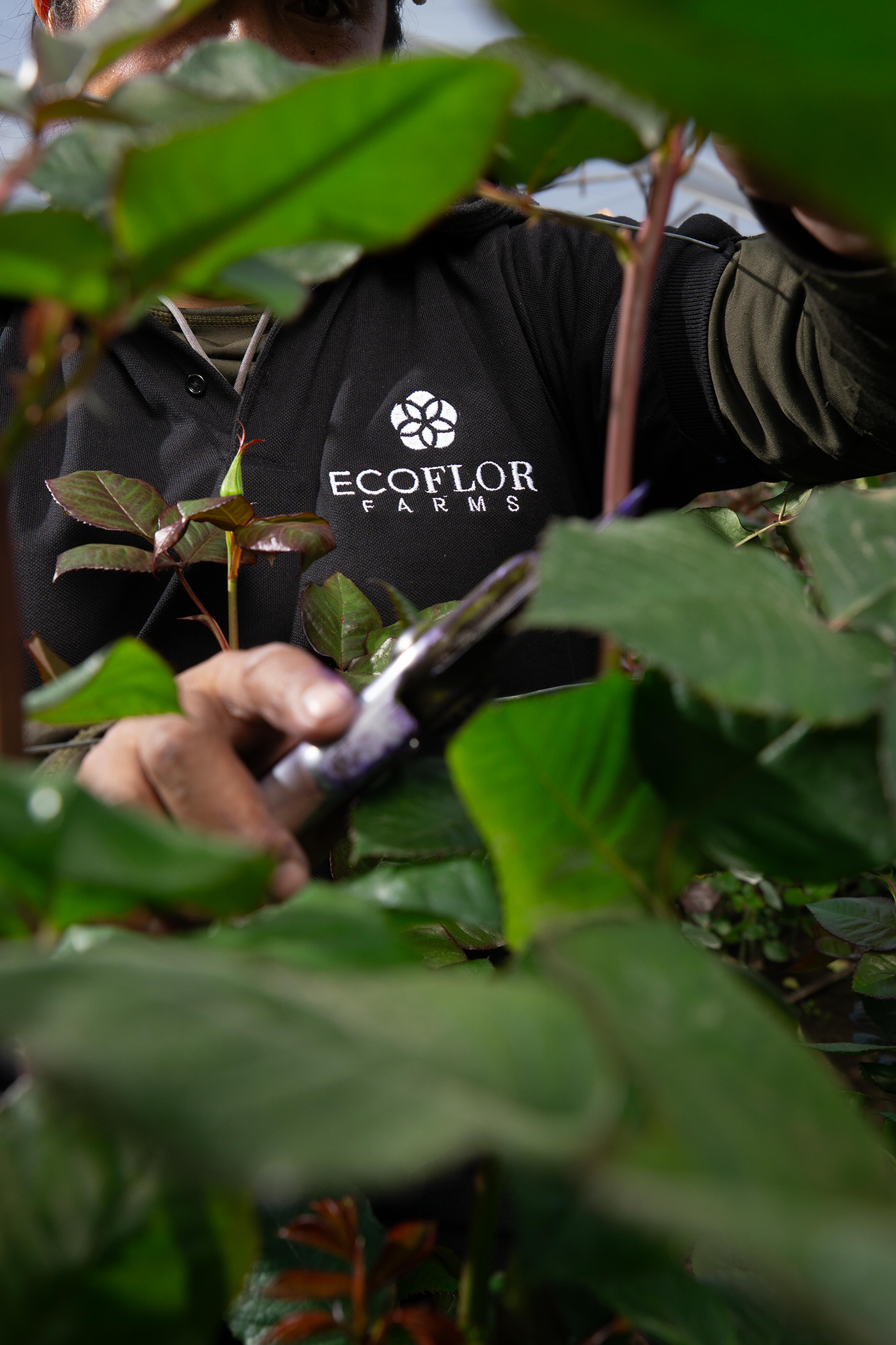 Experiencia Ecoflor 1